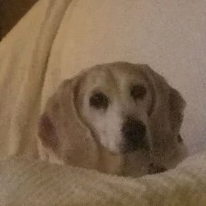 Meet your Posher, Toni